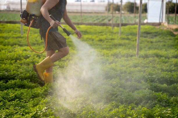 Wasp Removal Services in Bayou Vista, LA