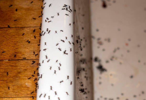 Best Residential Pest Control  in Bayou Vista, LA