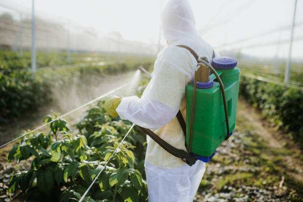 Reliable Bayou Vista, LA Pest Control Solutions